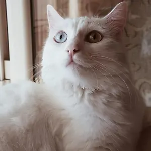 Feriehus The White Cat, Napoli